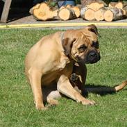 Bullmastiff Isabella