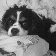 Cavalier king charles spaniel Boffi
