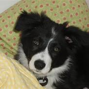 Border collie cindy