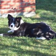 Border collie cindy