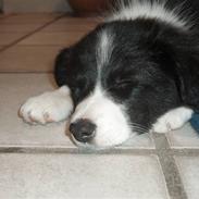 Border collie cindy