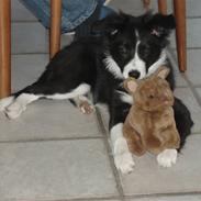 Border collie cindy