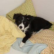 Border collie cindy