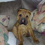 Shar pei R.I.P :'( Chubby 