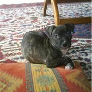 Amerikansk staffordshire terrier Kuno