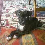 Amerikansk staffordshire terrier Kuno