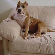 Amerikansk staffordshire terrier ~¤ Buffy ¤~