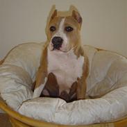 Amerikansk staffordshire terrier ~¤ Buffy ¤~