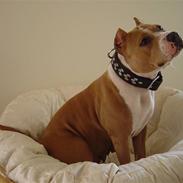 Amerikansk staffordshire terrier ~¤ Buffy ¤~