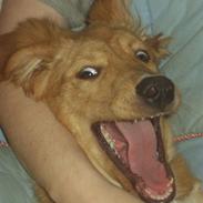 Blanding af racer Bella