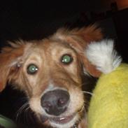 Blanding af racer Bella