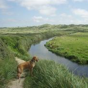 Blanding af racer Bella