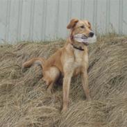 Blanding af racer Bella