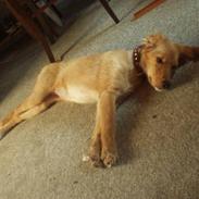 Blanding af racer Bella