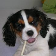 Cavalier king charles spaniel Mingus