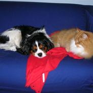 Cavalier king charles spaniel Mingus