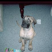 Boerboel Anasha Kaiser