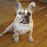 Fransk bulldog Kwark (casmiers joy)