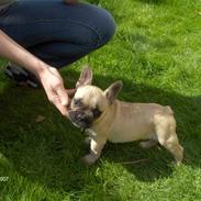 Fransk bulldog Kwark (casmiers joy)