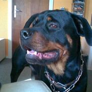 Rottweiler chuky