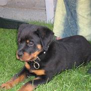 Rottweiler chuky