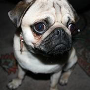 Mops - Charlie <3 (RIP)..