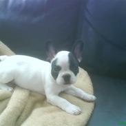 Fransk bulldog Tarzan