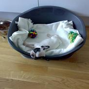 Fransk bulldog Tarzan