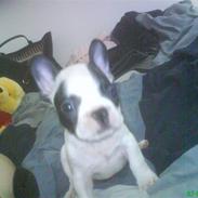 Fransk bulldog Tarzan