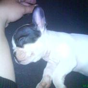 Fransk bulldog Tarzan