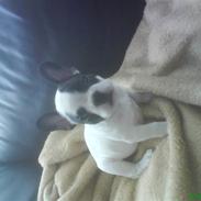 Fransk bulldog Tarzan