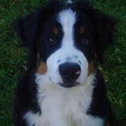 Berner sennenhund Samson