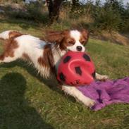 Cavalier king charles spaniel magnus