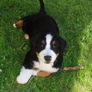 Berner sennenhund Samson