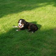 Berner sennenhund Samson