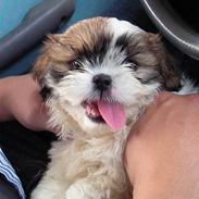 Shih tzu Buster