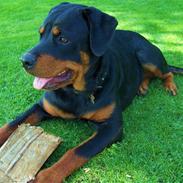 Rottweiler Bella R.I.P