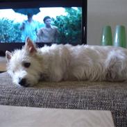 West highland white terrier Perle
