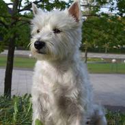 West highland white terrier Perle