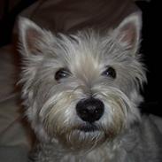 West highland white terrier Perle
