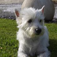 West highland white terrier Perle