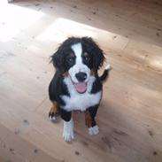 Berner sennenhund Samson