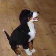 Berner sennenhund Samson