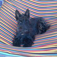 Skotsk terrier Freja