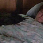 Skotsk terrier Freja