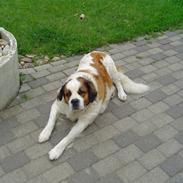 Sankt bernhardshund simba (død) R.E.P