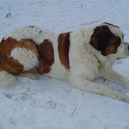 Sankt bernhardshund simba (død) R.E.P