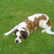 Sankt bernhardshund simba (død) R.E.P
