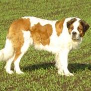 Sankt bernhardshund simba (død) R.E.P