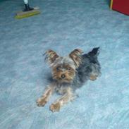 Yorkshire terrier Marco